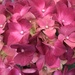 Pink hydrangia by homeschoolmom