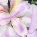 Purple Iris by homeschoolmom