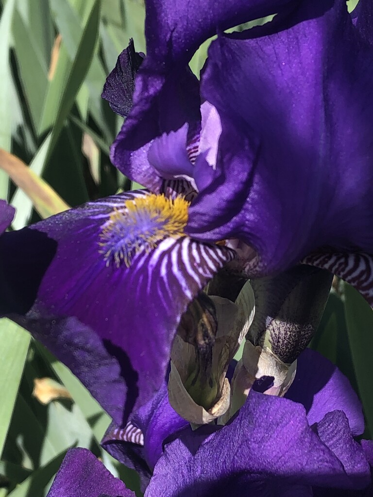 Dark purple iris by homeschoolmom