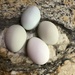 God's Easter Eggs by homeschoolmom