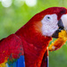 Hungry Macaw