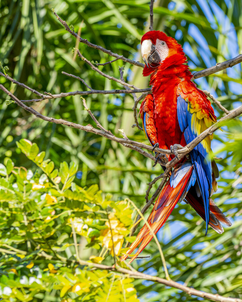 Scarlet Macaw by cwbill