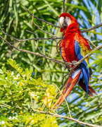 20th Apr 2022 - Scarlet Macaw