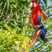 Scarlet Macaw by cwbill