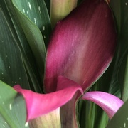 17th Apr 2022 - Beautiful lilies