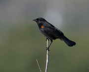 20th Apr 2022 - Red-winged Blackbird