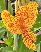 21st Apr 2022 - Cana lily