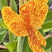 Cana lily by congaree