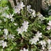 spring beauties by wiesnerbeth