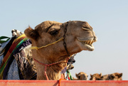 21st Apr 2022 - Camel Portrait #2