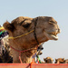 Camel Portrait #2 by ingrid01