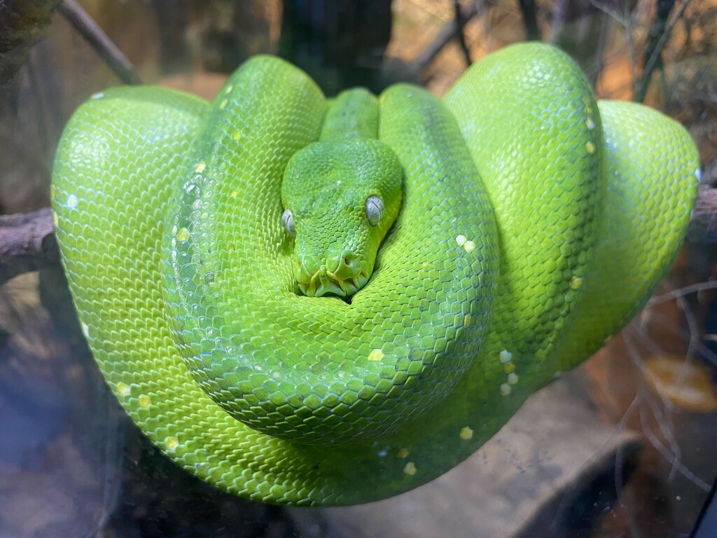 Snake by kjarn
