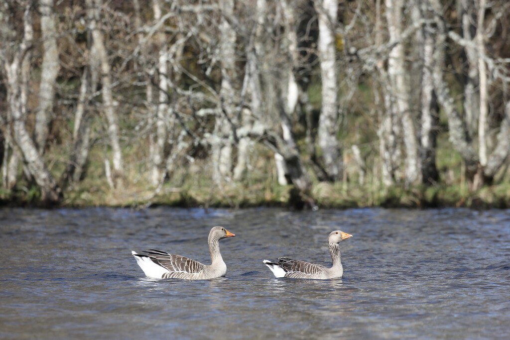 Two Geese a Swimming by jamibann