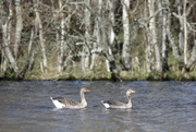 21st Apr 2022 - Two Geese a Swimming