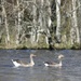 Two Geese a Swimming by jamibann