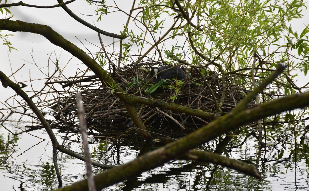 Spot the Coot! by 365anne