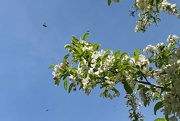 21st Apr 2022 - The crabapple is humming with bees