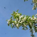 The crabapple is humming with bees by tunia