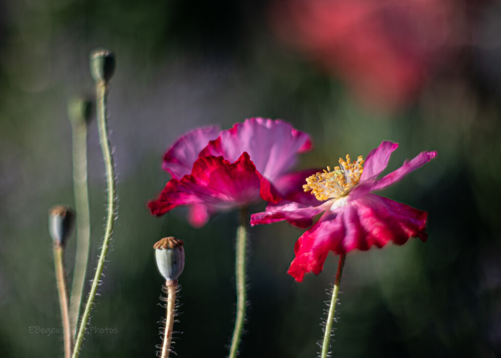 Dark pink poppies  by theredcamera