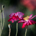 Dark pink poppies  by theredcamera