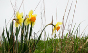 21st Apr 2022 - Daffodils