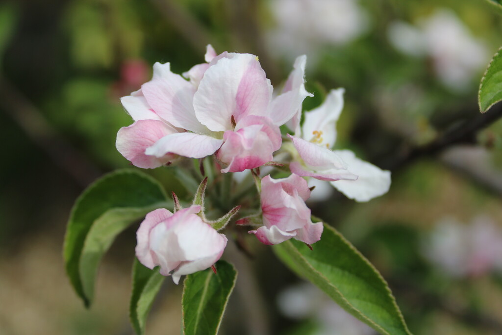 Apple Blossom minus the bee. by mazlu