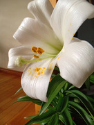 21st Apr 2022 - Easter Lily