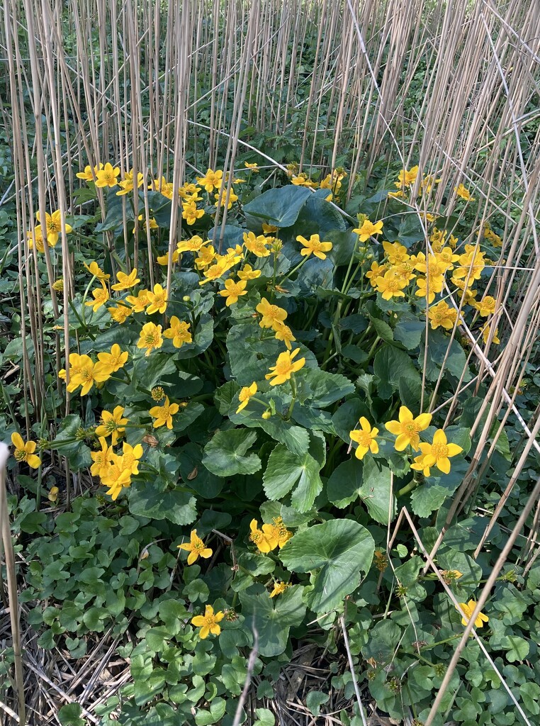 Marsh marigolds in the reeds by sianharrison