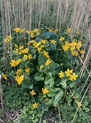 21st Apr 2022 - Marsh marigolds in the reeds