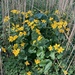 Marsh marigolds in the reeds by sianharrison