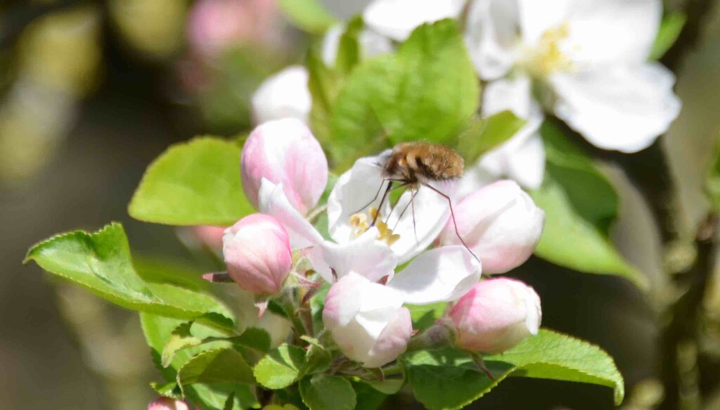 Bee on Apple Blossom by arkensiel