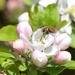 Bee on Apple Blossom by arkensiel