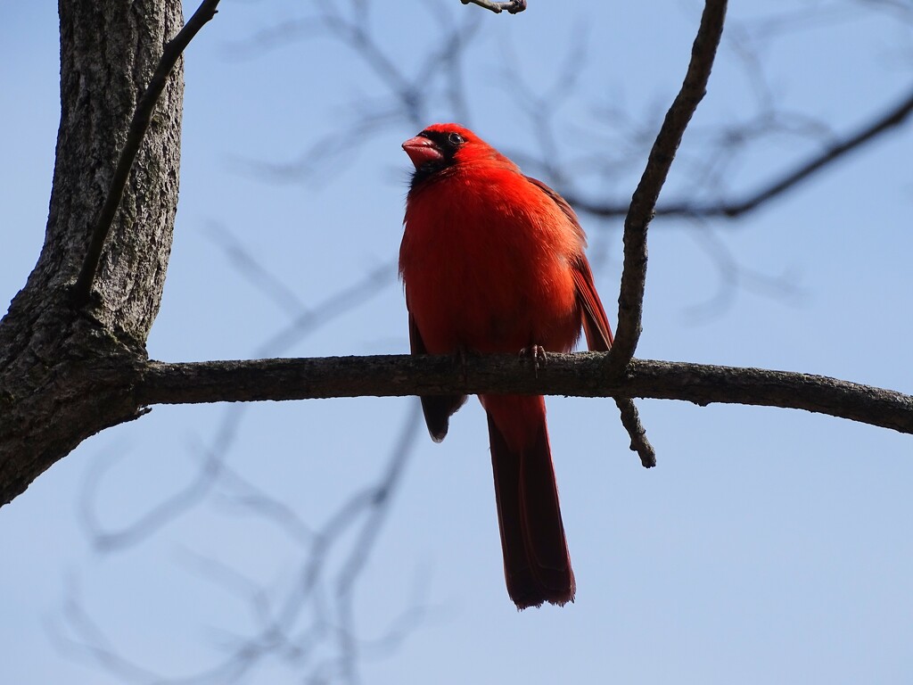 Cardinal by brillomick