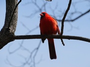 21st Apr 2022 - Cardinal