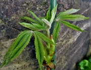 21st Apr 2022 - New leaves appearing on the Horse chestnut tree.