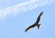 21st Apr 2022 - A Red Kite flying above the house