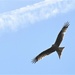 A Red Kite flying above the house by anitaw