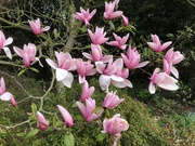 10th Apr 2022 - A Beautiful Magnolia 