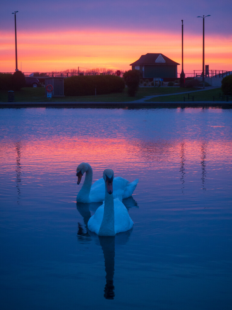 Sunset swans by josiegilbert