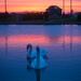Sunset swans