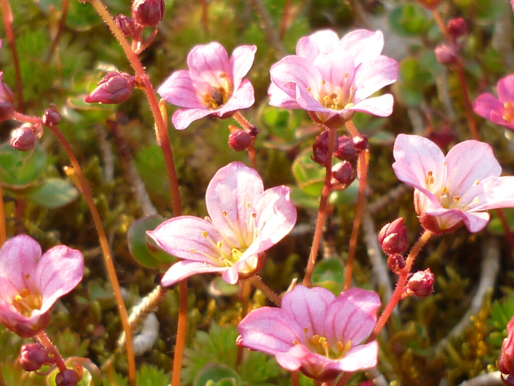 Saxifraga Swaying in the Sun  by countrylassie