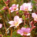Saxifraga Swaying in the Sun  by countrylassie