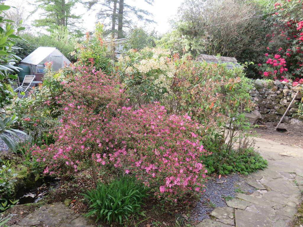 Back Garden Azalea  by countrylassie