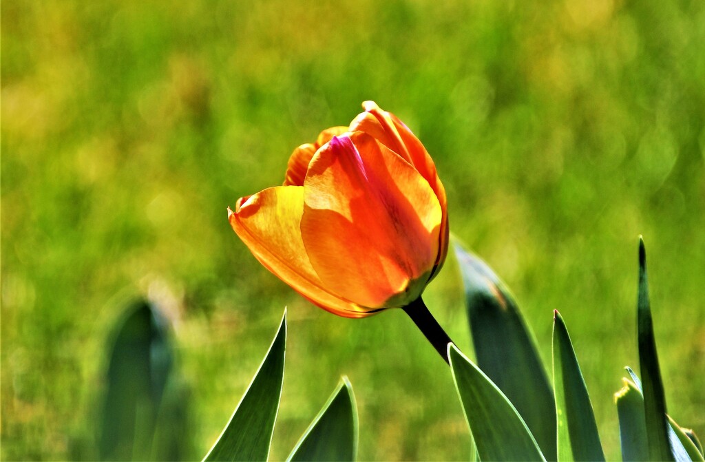 My First Tulip of 2022 by kareenking
