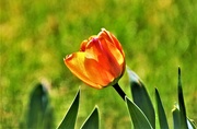 18th Apr 2022 - My First Tulip of 2022