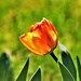 My First Tulip of 2022 by kareenking