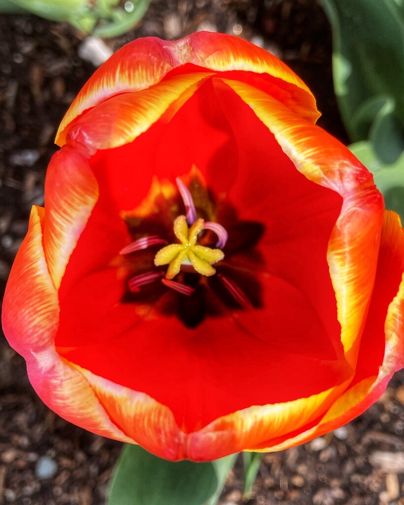 111-365 tulip by slaabs