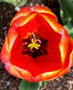 21st Apr 2022 - 111-365 tulip