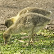 22nd Apr 2022 - Greylag Chicks.