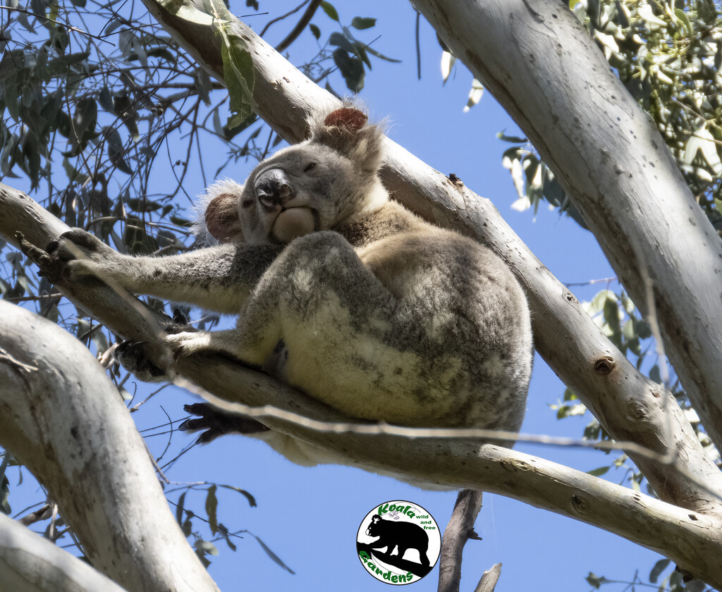 and awake by koalagardens